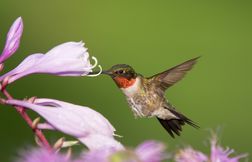 Ce petit colibri réalise d’immenses voyages chaque année