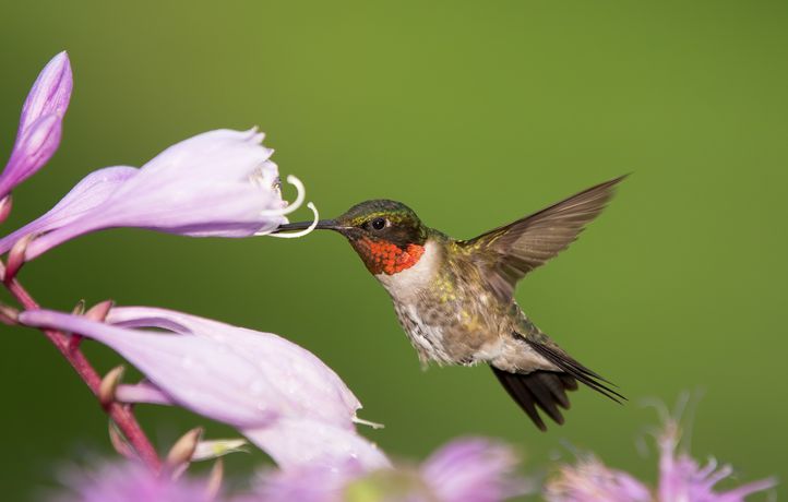 Ce petit colibri réalise d’immenses voyages chaque année