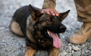 Depuis lAntiquité, les chiens sont utilisés dans les guerres pour le combat, le dépistage ou en tant quéclaireurs.
Ces animaux prennent souvent autant de risques que leurs maîtres. Ils sont considérés comme des membres à part entière de larmée.
Un chien aurait notamment accompagné les commandos qui ont tué Ben Laden.
Un chien détecteur dexplosif, âgé de 5 ans, à la base de Panjwai en Afghanistan, le 26 juin 2011.