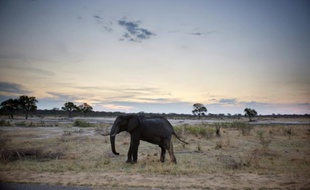 Un éléphant dans le parc national de Hwange au Zimbabwe