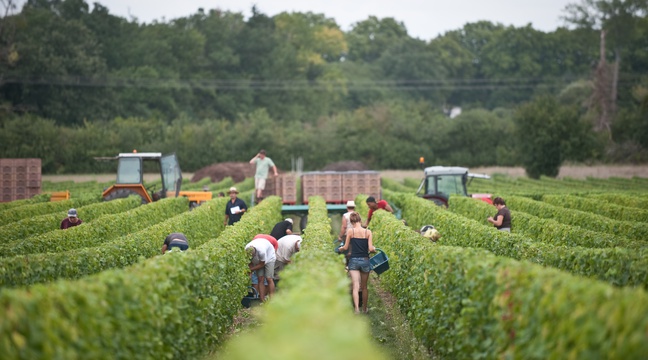 Des centaines de Bulgares exploités dans les vignes de Champagne