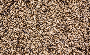 Pour son élevage, la startup innovaFeed a choisi le Hermetia Illucens, une sorte de mouche connue pour sa capacité à aider au recyclage des détritus.