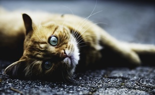 Un chat. Illustration.