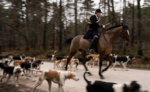 Illustration d'une chasse à courre.
