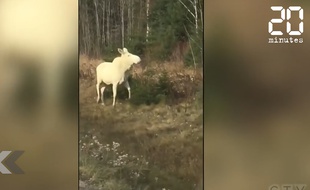 Un couple d'élan blanc traversent une route de l'Ontario au Canada.