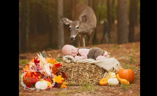 Une biche s'est incrustée pendant une séance photo bébé, le 20 octobre 2015 en Louisiane, aux Etats-Unis.