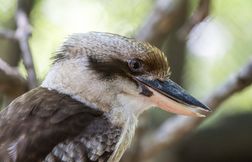 Des oiseaux adultes changent de sexe en Australie