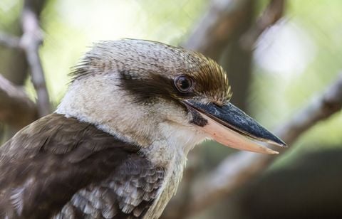Des oiseaux adultes changent de sexe en Australie