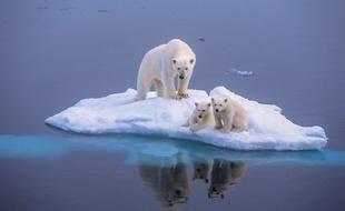 Des ours blancs sur la banquise.