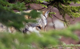 Un loup gris (illustration).