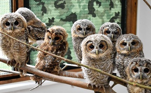 L'association Oiso recueille, par exemple, des chouettes hulottes (illustration).
