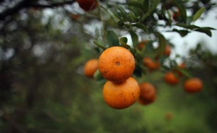 La production d'agrumes en Floride, deuxième producteur mondial de jus d'orange après le Brésil, est menacée par une maladie de ces arbres fruitiers provoquée par une bactérie venue d'Asie qui mobilise la science pour trouver un remède.