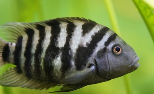 Un cichlidé zébré (illustration).