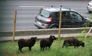 Des moutons d'Ouessant utilisés pour entretenir les pelouses du périphérique.
