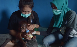 Un orang outan sauvé à Bornéo, en Indonésie.