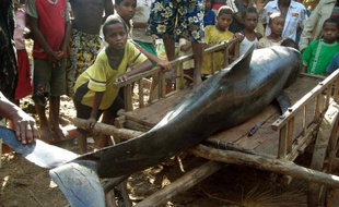 L'échouage d'une centaine de dauphins d'Electre près de Madagascar en 2008 dont un grand nombre sont morts a été lié à l'utilisation d'un sonar de cartographie à haute fréquence par la compagnie pétrolière ExxonMobil, selon un rapport de scientifiques indépendants publié jeudi.