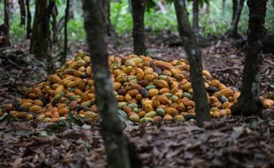 "Ils nous disaient que c'était le meilleur endroit où vivre", se rappelle Luiz Martins Neto, qui s'est installé en 1989 à Sao Felix do Xingu, localité amazonienne considérée à l'époque comme un eldorado avant de tourner le dos à la déforestation.