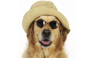 Parce que Toutou est tout pour vous... comment garder le contact à distance avec son chien