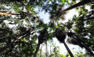 Des arbres à açai poussent dans la forêt à Anapu, dans le nord du Brésil, le 1er juin 2012