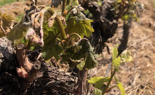 Une vigne grillée par le gel, dans l'Hérault