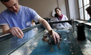 Maintenu dans l'eau accroché à un treuil électrique, Rostral nage dans une piscine tandis qu'Idylle réapprend à marcher sur un tapis aquatique: ces chiens, récemment opérés, retrouvent de la mobilité grâce à l'hydrothérapie dans un centre de remise en forme animalier.