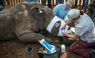 Des vétérinaires bandent Hope, une rhinocéros à Bela Bela, à quelque 150 km au nord de Johannesbourg, le 20 mai 2016
