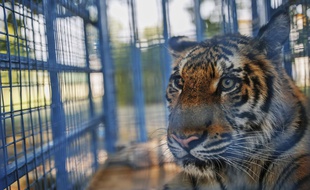 Un tigre s'est échappé d'un zoo à Paris. (Illustration)