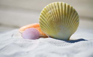 Quelle sera la plus belle plage de France ?