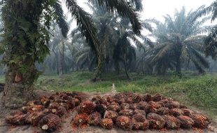 La récolte des fruits des palmiers à huile, prête à être pressée pour en faire de l'huile, le 16 septembre 2015 dans une plantation sur l'île de Sumatra en Indonésie.