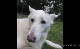 Le chien et le petit opossum sont inséparables.