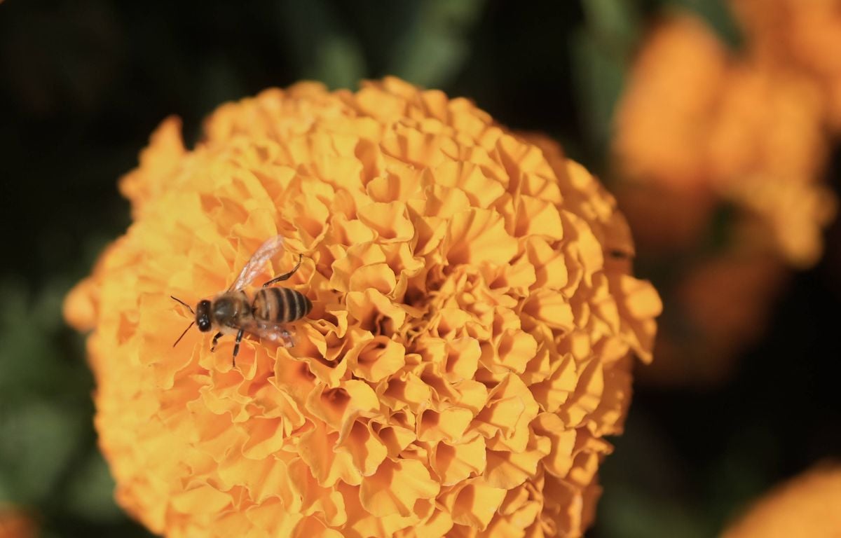 Le venin d’abeille serait-il la solution miracle contre le cancer du sein ?...