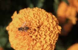 Le venin d’abeille remède contre le cancer du sein ? Pas si vite