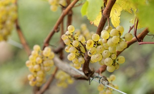 Haillicourt, le 21 octobre 2013. Premieres vendanges du raisin de la vigne plantee sur la face sud du terril.