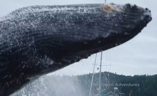 Une baleine à bosse qui fait une pirouette