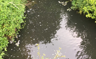 Un affluent du Val, un ruisseau de Plestan dans les Côtes d'Armor, a été la victime d'une pollution.