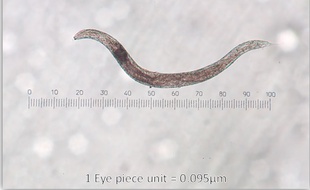 Illustration de nématode, ou ver rond.