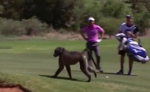 Un babouin entre sur un parcours de golf en Afrique du Sud le 5 décembre 2014.