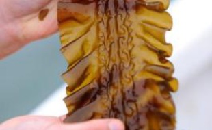 Une algue comestible, produite à Lesconil, dans le Finistère , en mai 2014