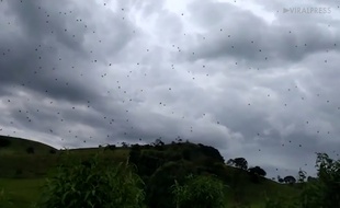 Une toile d'araignée géante découverte à Espírito Santo do Dourado, au sud du Brésil, le 4 janvier 2019.
