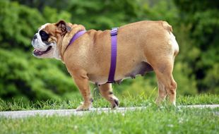 Un bouledogue anglais. Illustration.