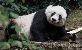 Jia Jia, la doyenne des pandas en captivité, s'est éteinte à 38 ans