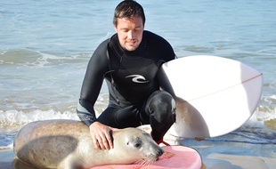 Le 31 octobre 2014, un phoque joue avec des surfeurs à Lacanau