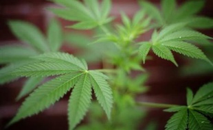 Le chauffeur d'un poids-lourd, sous l'emprise du cannabis, a été arrêté dans la nuit de jeudi à vendredi alors qu'ils conduisait à la vitesse de 143 km/h sur une autoroute française, a annoncé la gendarmerie.