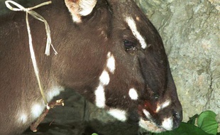 Une femelle saola photographiée en 1996 au Laos, diffusé par WWF le 13 novembre 2013.