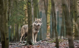 Un loup dans le zoo de Thale, en Allemagne (image d'illustration).