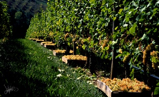 Dans une vigne de chasselas.