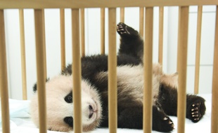 Dévoilement du nom du bébé panda géant de Pairi Daiza : Tian Bao (Trésor du ciel).
Brugelette (Belgique), le 15 septembre 2016.