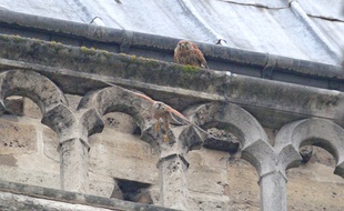 Notre-Dame de Paris ne compte plus qu'un couple de faucons crécerelles, contre cinq couples dans les années 1980.