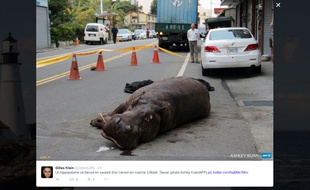 Un hippopotame saute d'un camion en marche, à Taïwan.