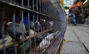 Les autorités sanitaires de la métropole de Shenzhen, dans le sud de la Chine, ont appelé la population à ne pas paniquer après le premier décès en 18 mois dû à la grippe aviaire dans le pays, a rapporté lundi l'agence Chine nouvelle.